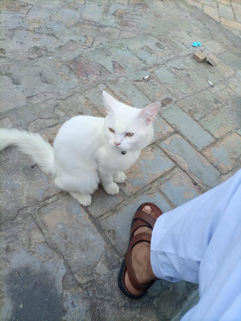 persian cat 2