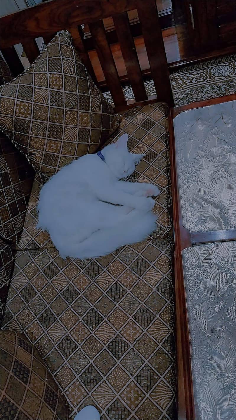 persian cat 3