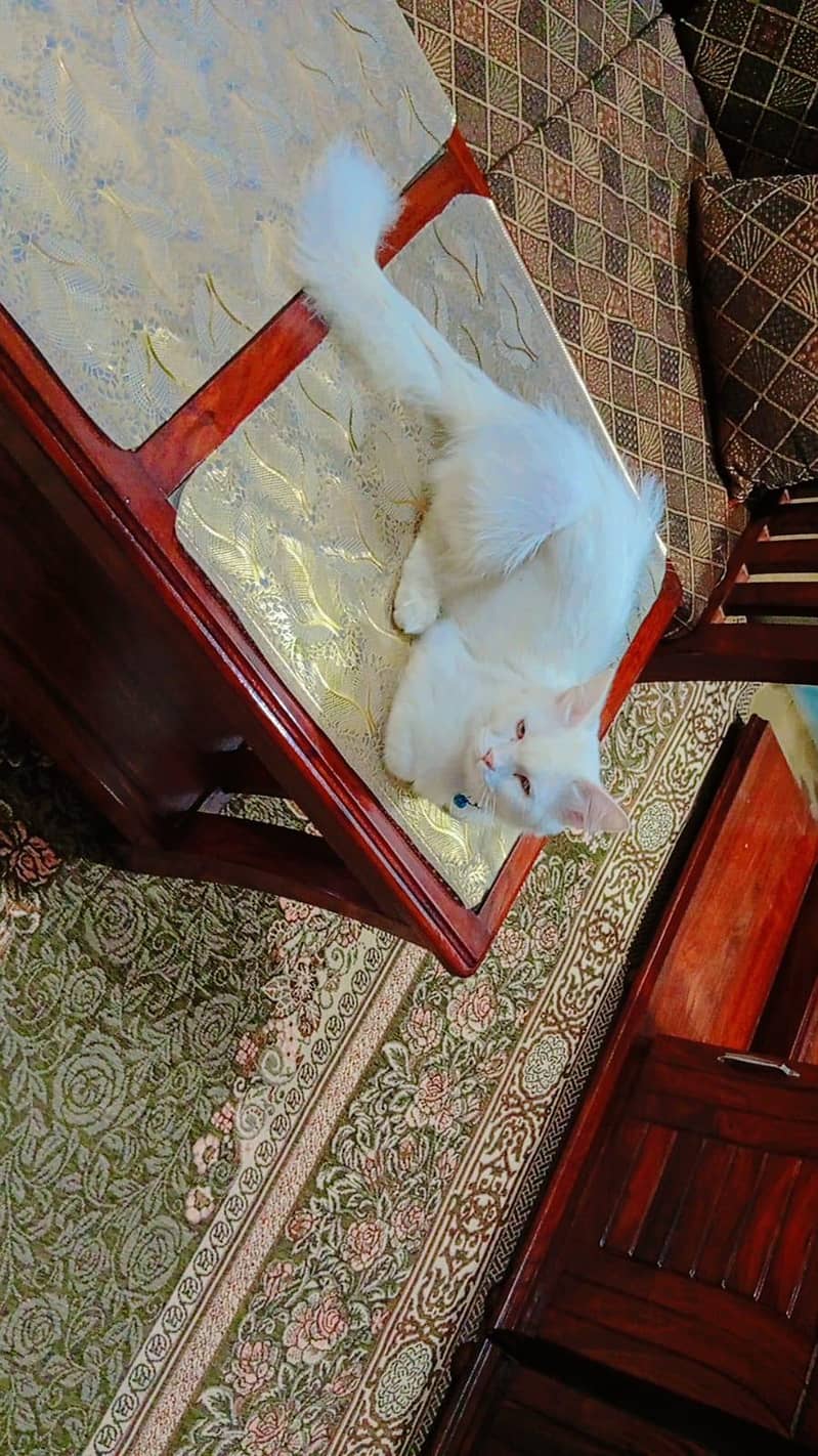 persian cat 4