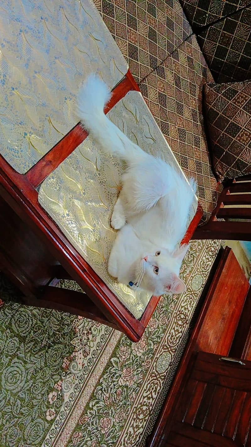 persian cat 5