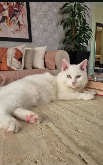 Persian Doll Face Fully trained Extremely Playful Cat