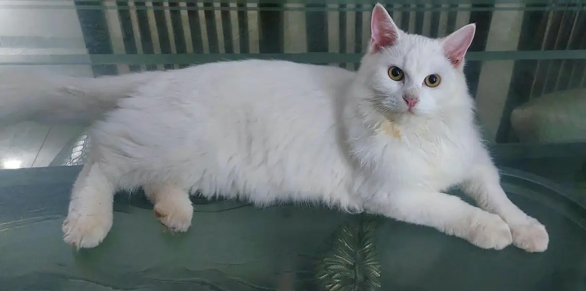 Persian Doll Face Fully trained Extremely Playful Cat — photo 2