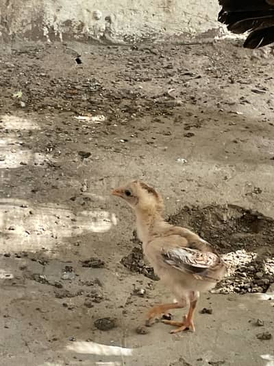 Murga nhe hy bkee murgi or 4chicks hen sath mine