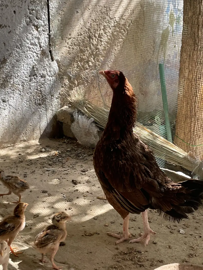 Murga nhe hy bkee murgi or 4chicks hen sath mine — photo 2