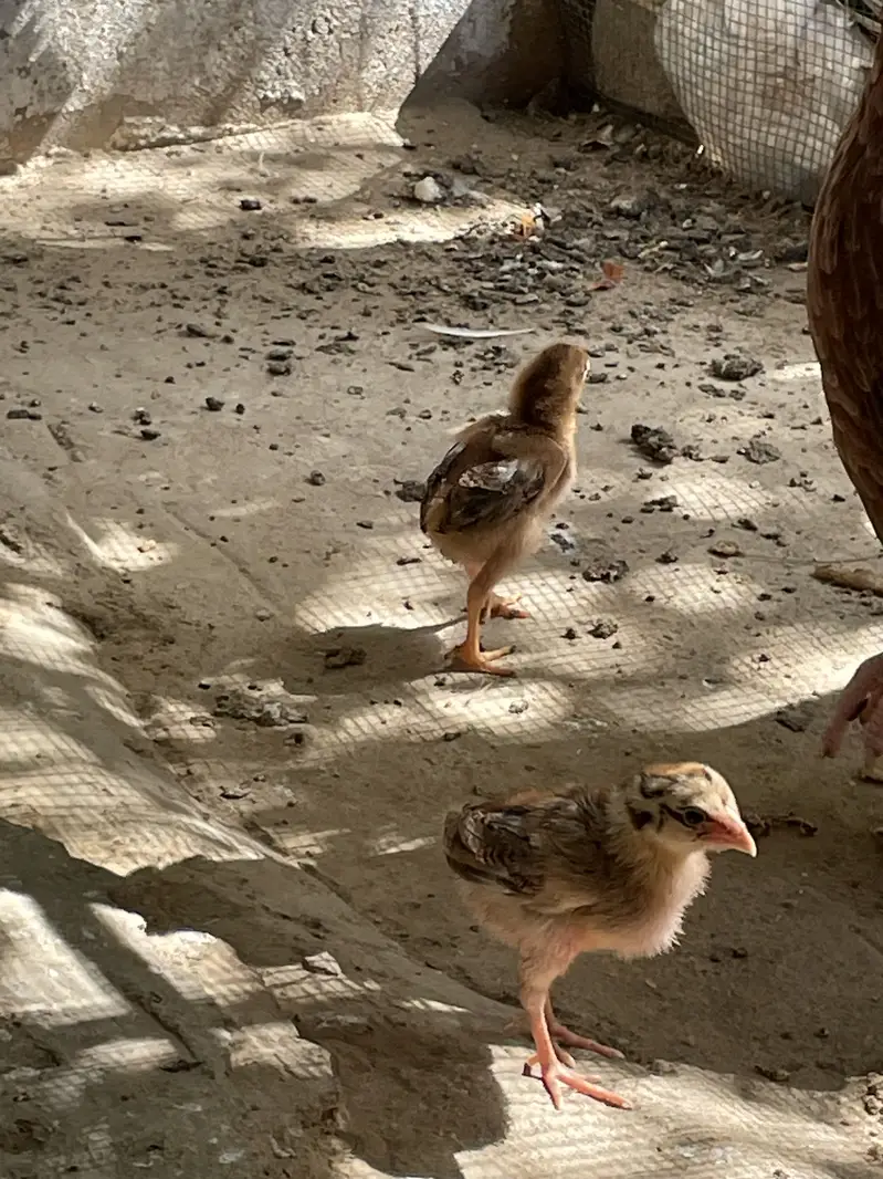 Murga nhe hy bkee murgi or 4chicks hen sath mine — photo 3