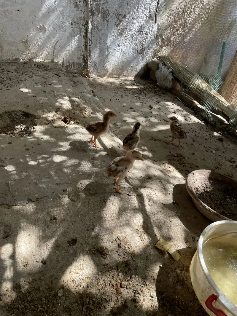 Murga nhe hy bkee murgi or 4chicks hen sath mine — photo 4