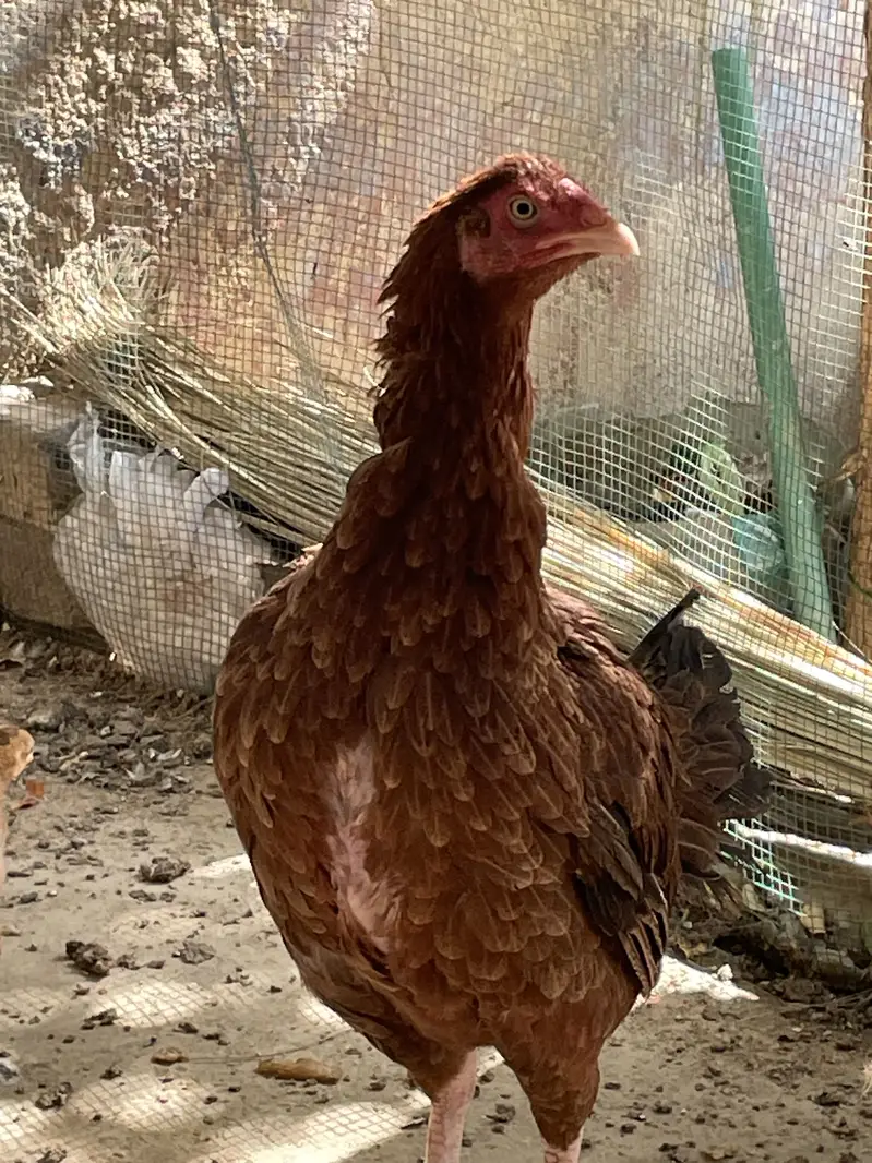 Murga nhe hy bkee murgi or 4chicks hen sath mine — photo 5