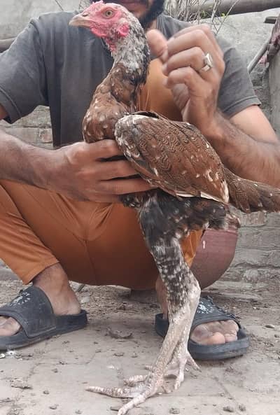 aseel quality birds available