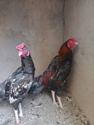 aseel quality birds available