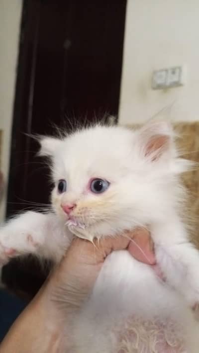 kittens