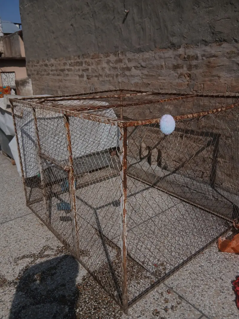big cage for hens and cocks with small cage too — photo 2