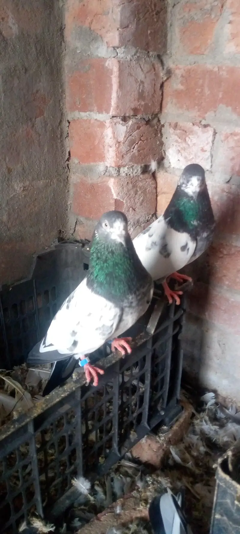 green town lhr — photo 2