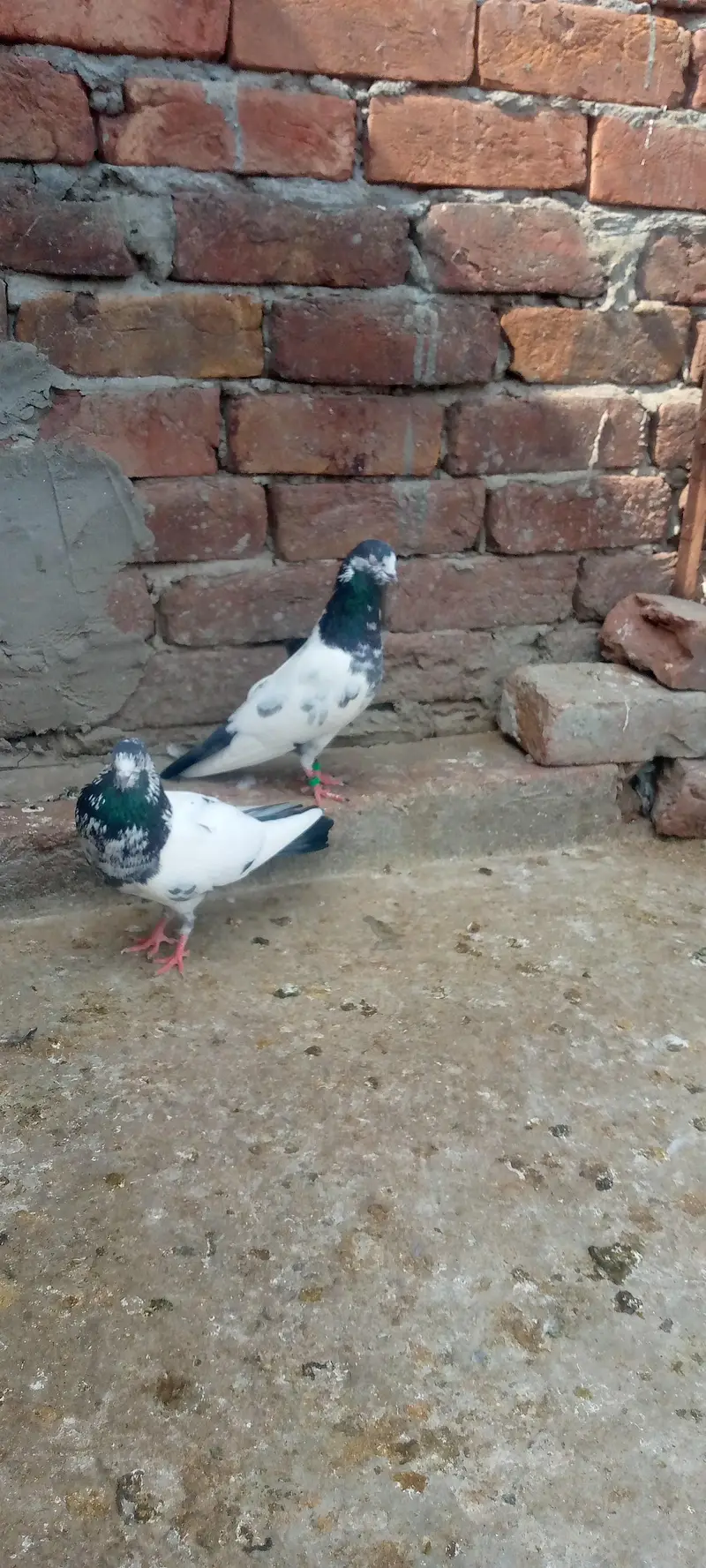 green town lhr — photo 4