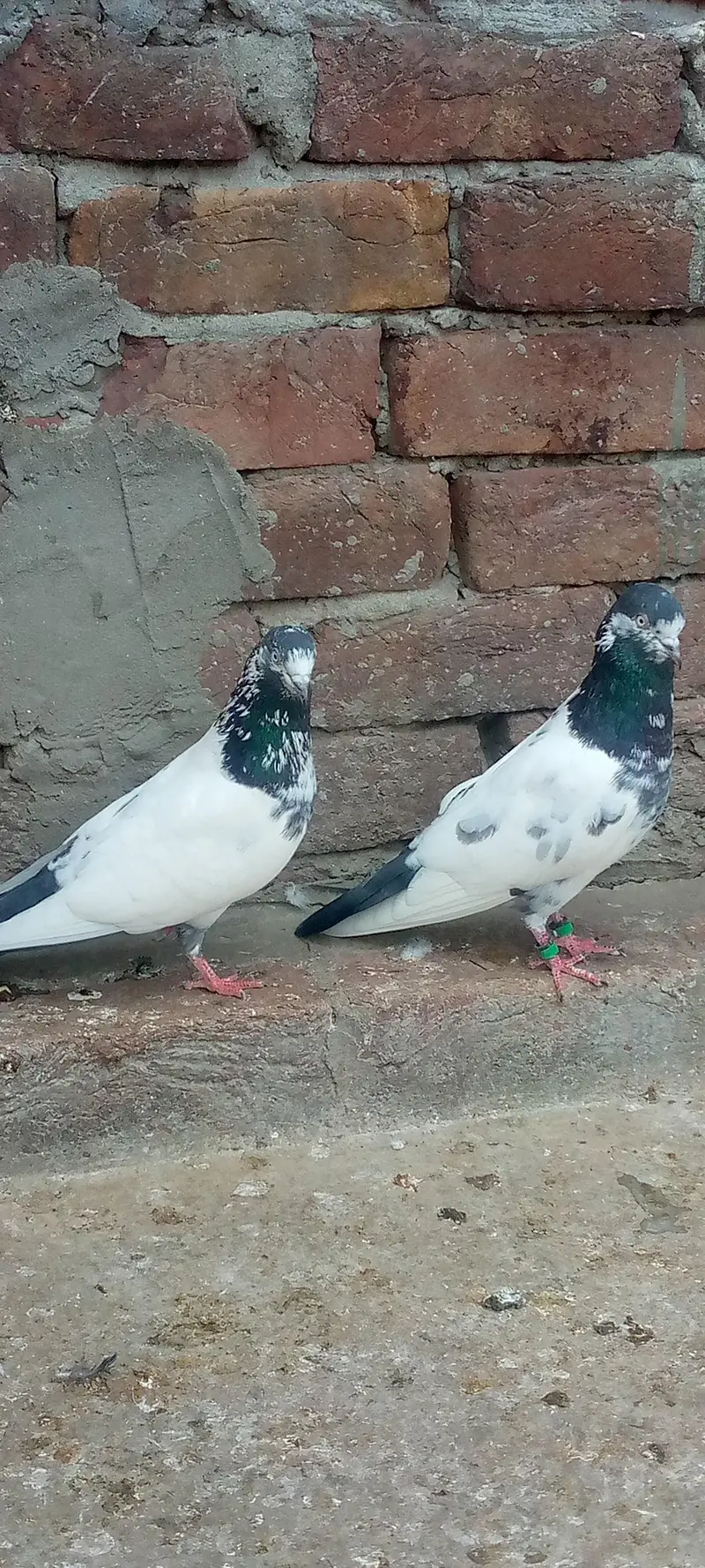 green town lhr — photo 5