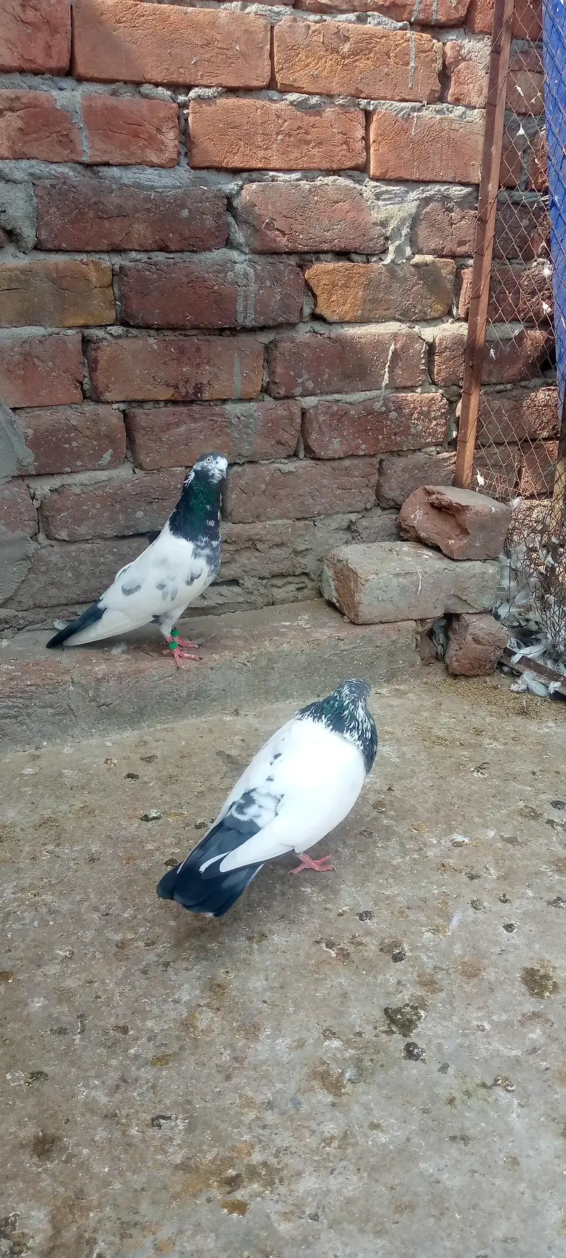 green town lhr — photo 7