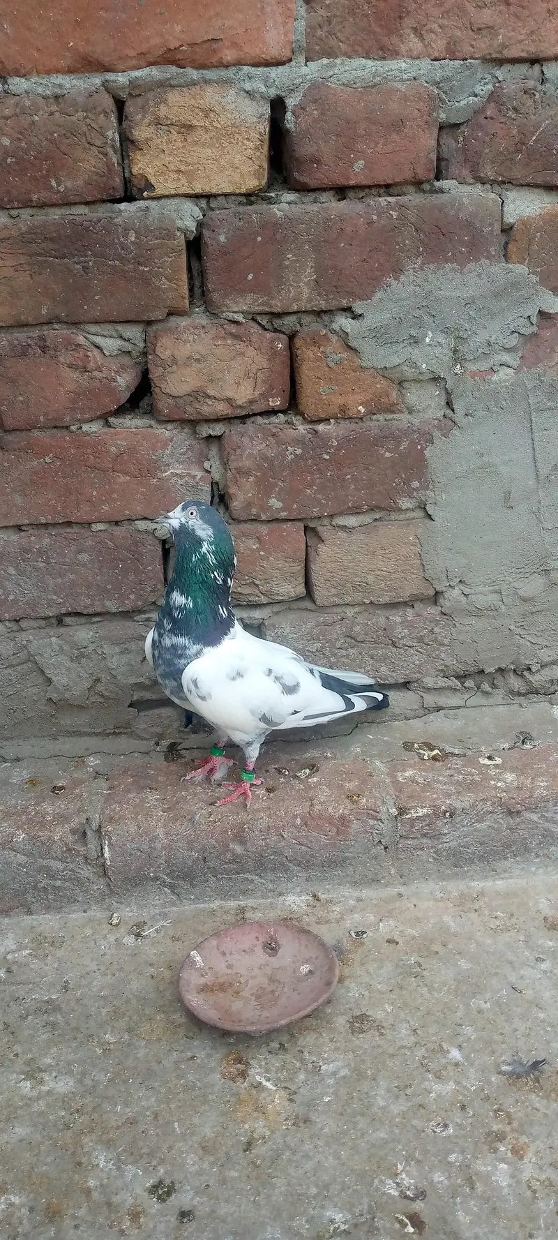 green town lhr — photo 8