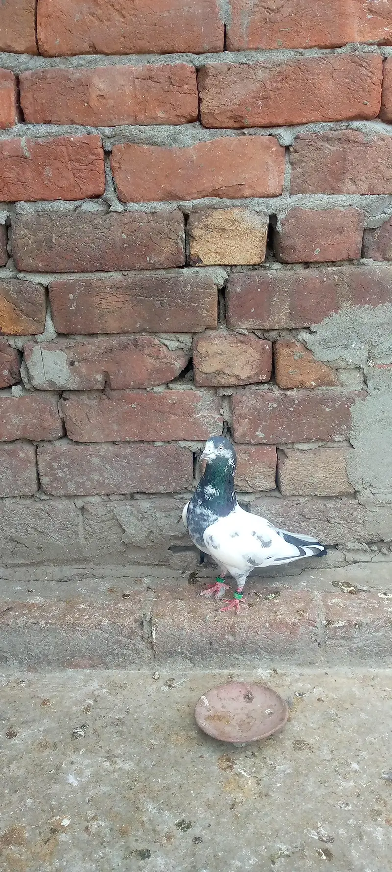 green town lhr — photo 9