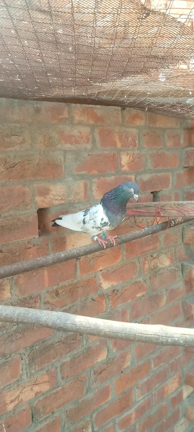 green town lhr — photo 10
