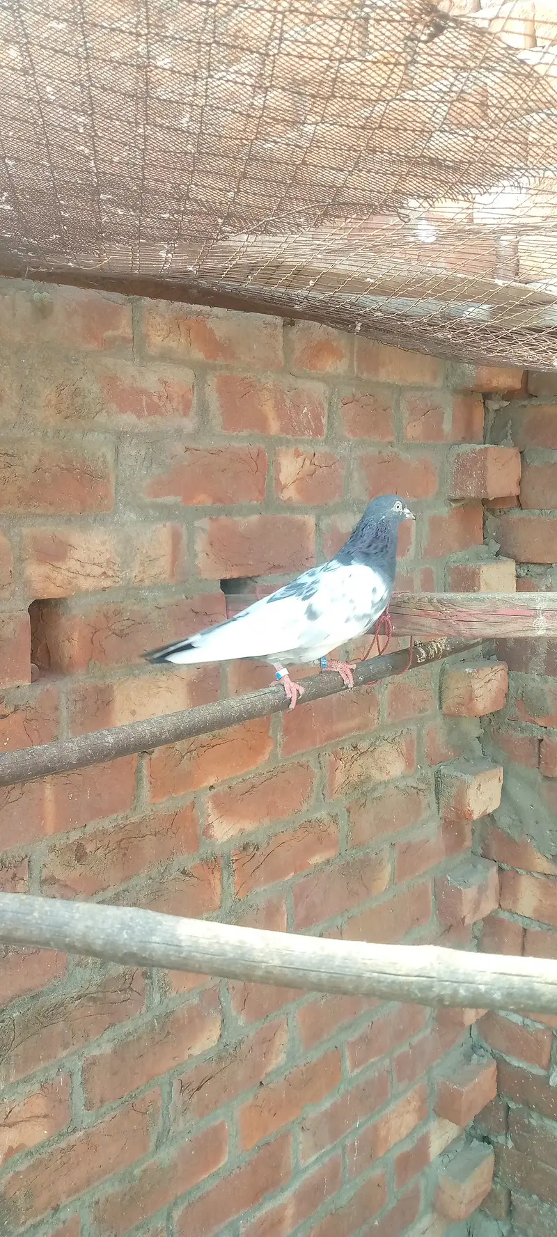 green town lhr — photo 11
