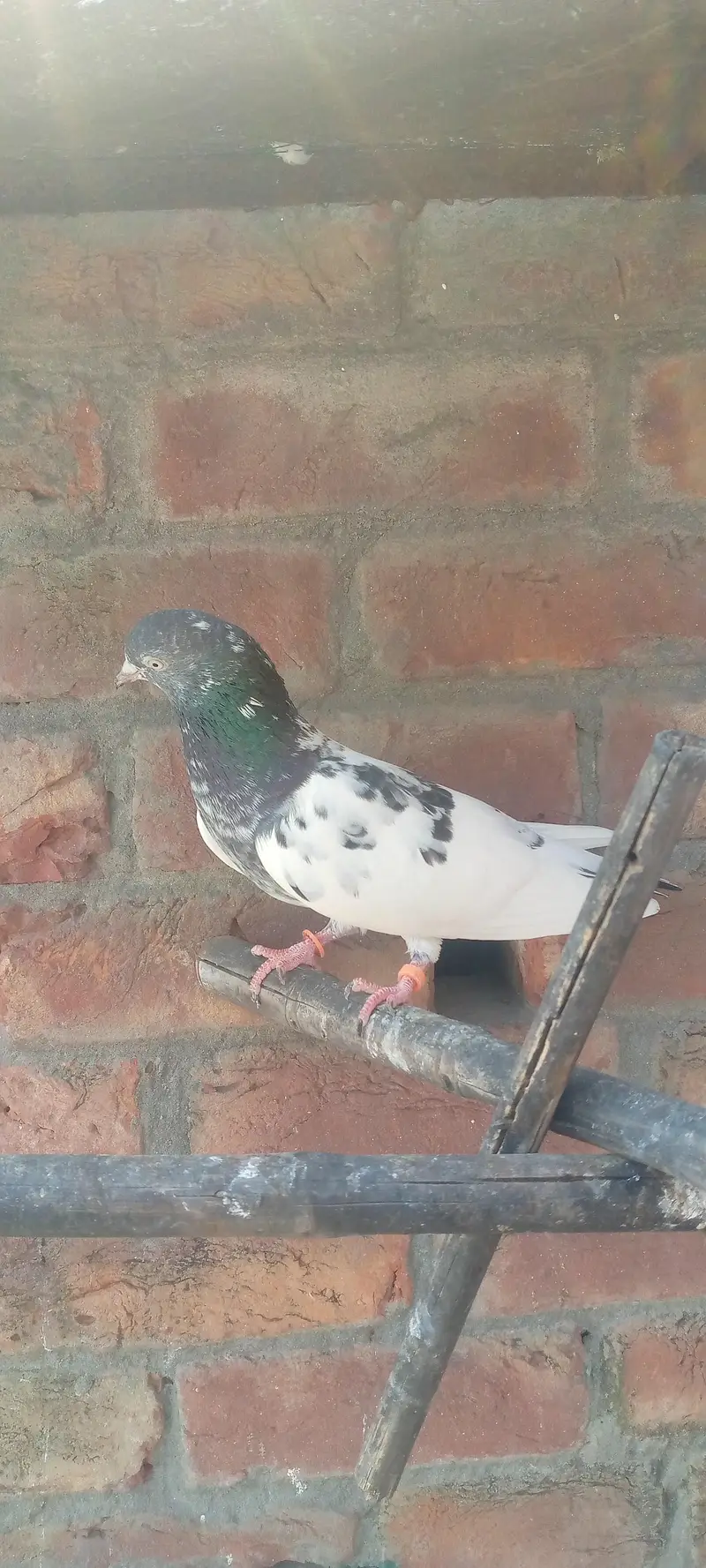 green town lhr — photo 12