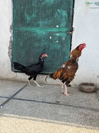 Aseel pair for sale