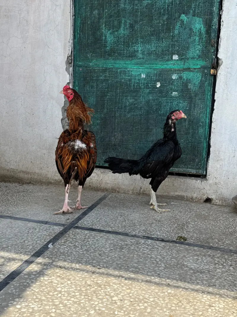 Aseel pair for sale — photo 2