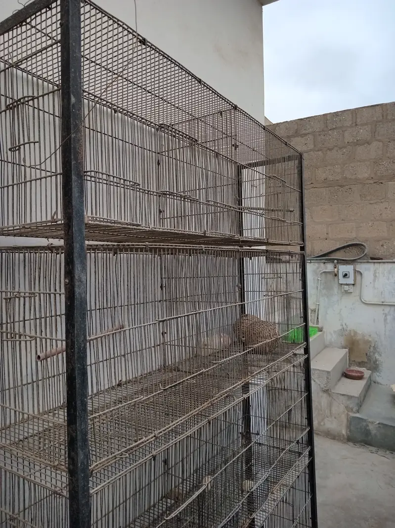Birds Cage — photo 2