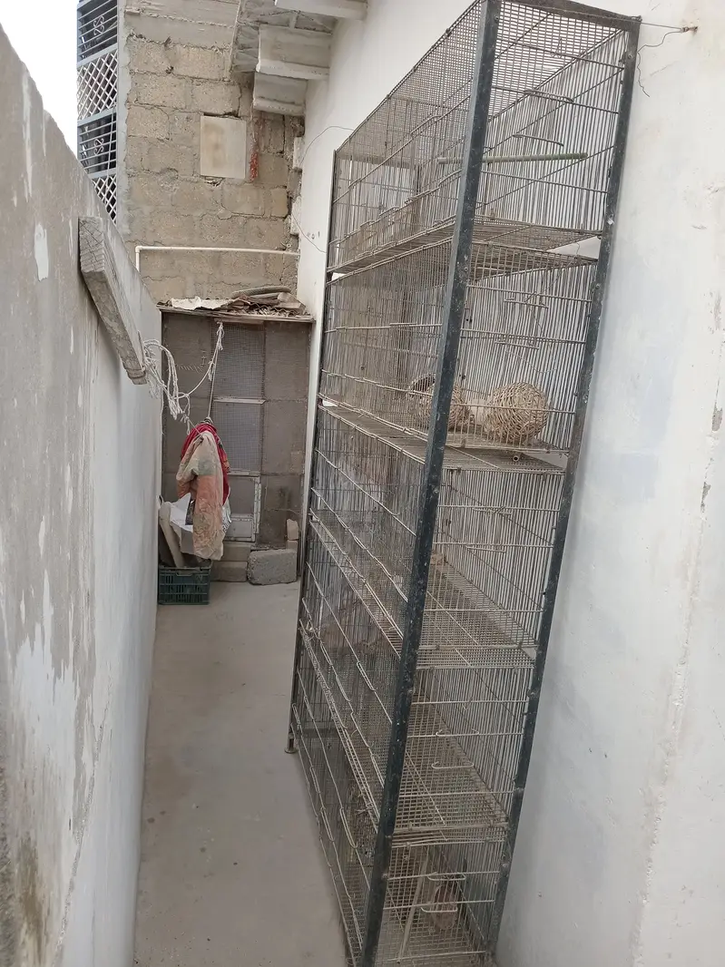 Birds Cage — photo 3