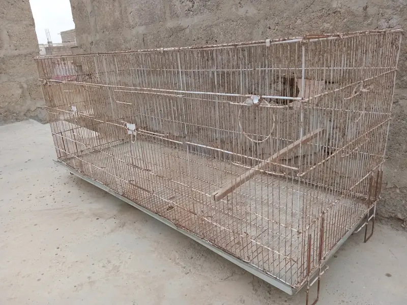 Birds Cage — photo 4