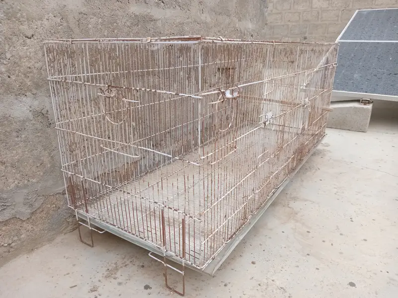 Birds Cage — photo 5