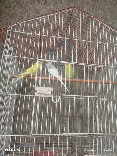 Australian parrots