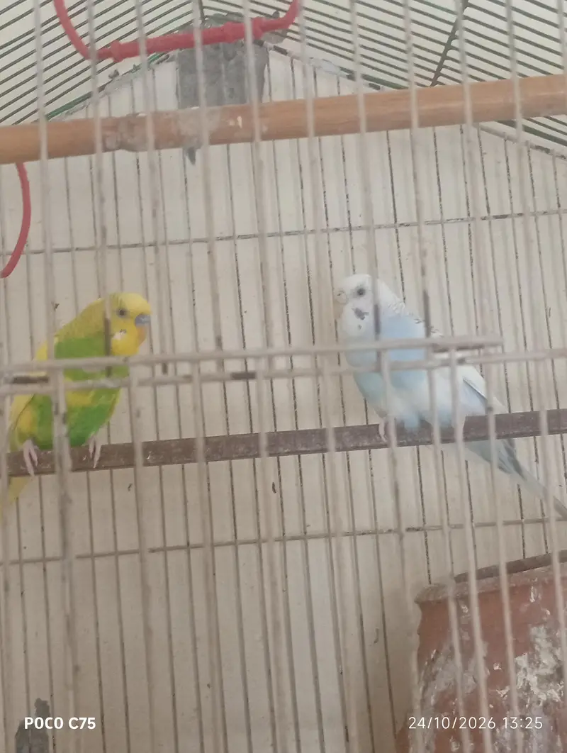 Australian parrots — photo 2