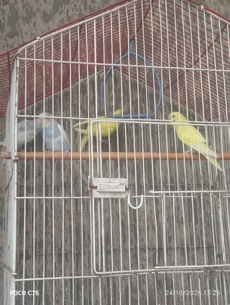 Australian parrots — photo 3