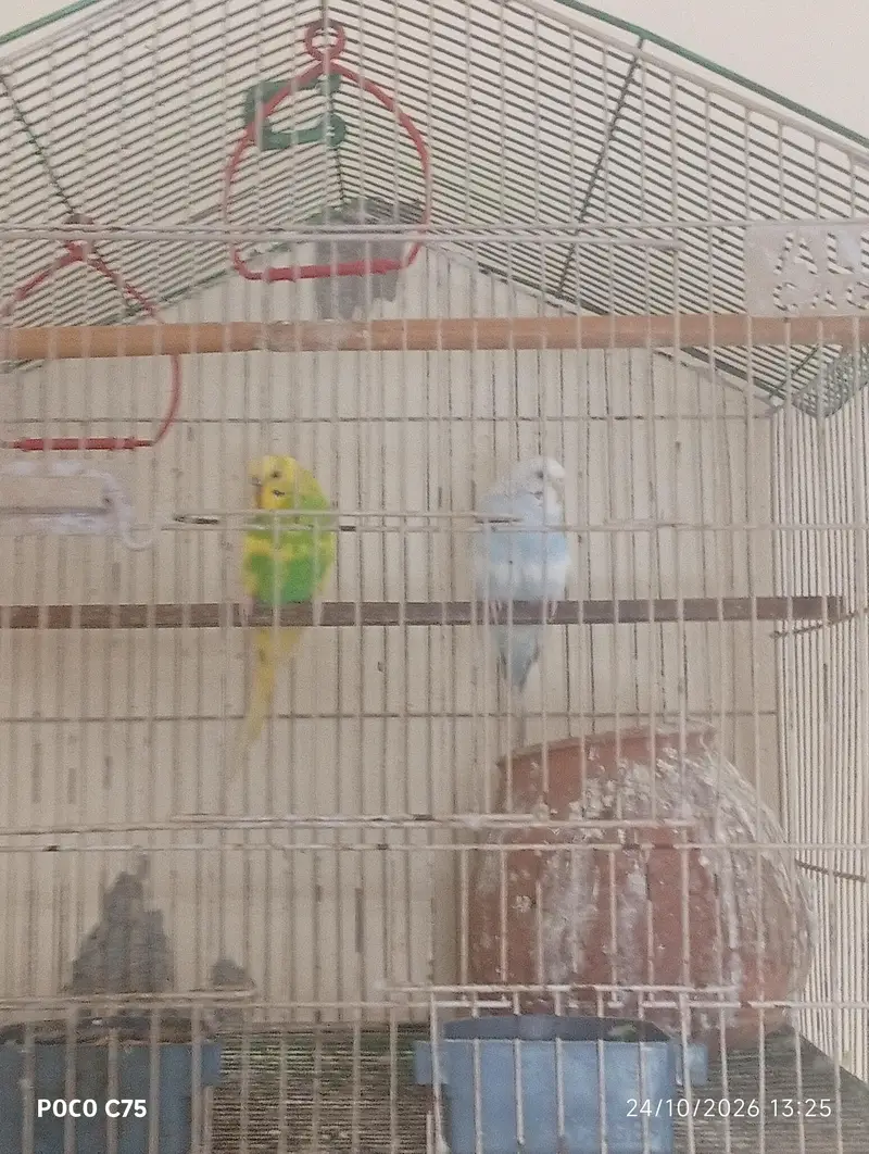 Australian parrots — photo 4