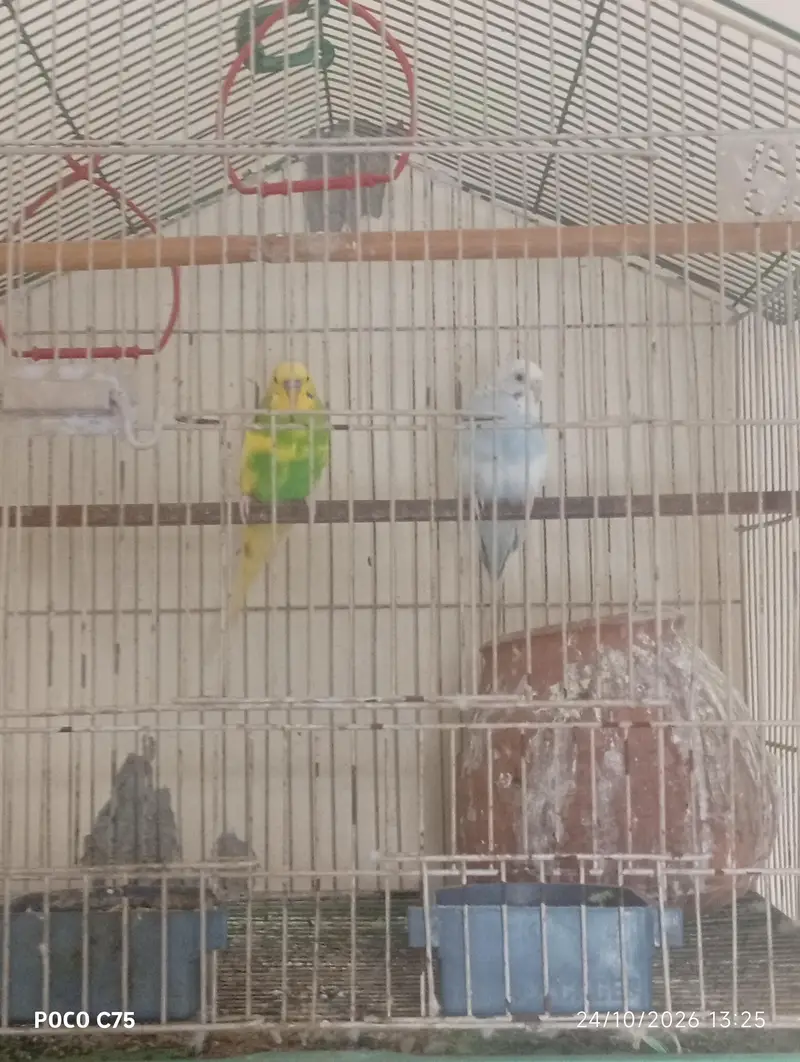 Australian parrots — photo 5
