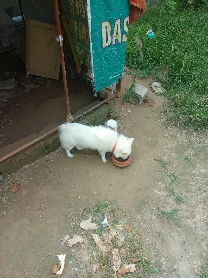 Breeder quality Russian female — photo 4