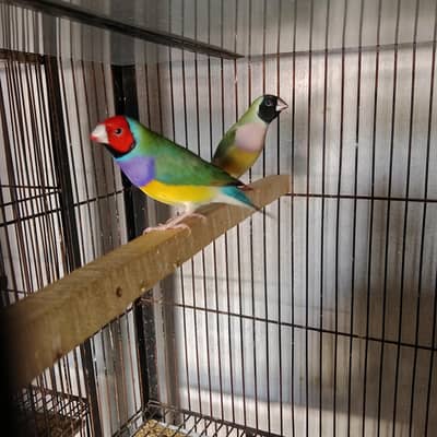 Gouldian Finch