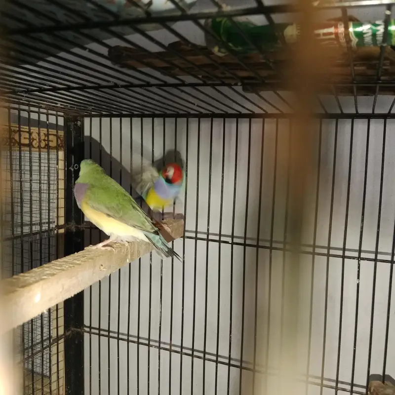Gouldian Finch — photo 2