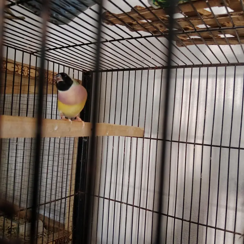 Gouldian Finch — photo 3