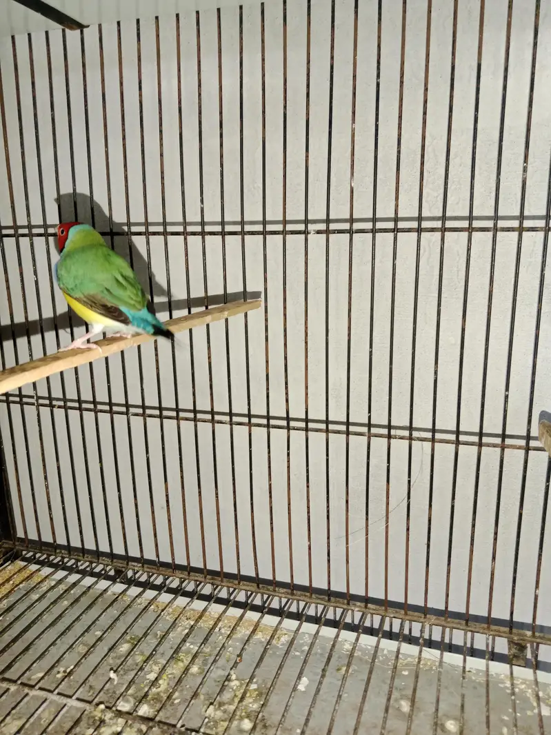 Gouldian Finch — photo 4