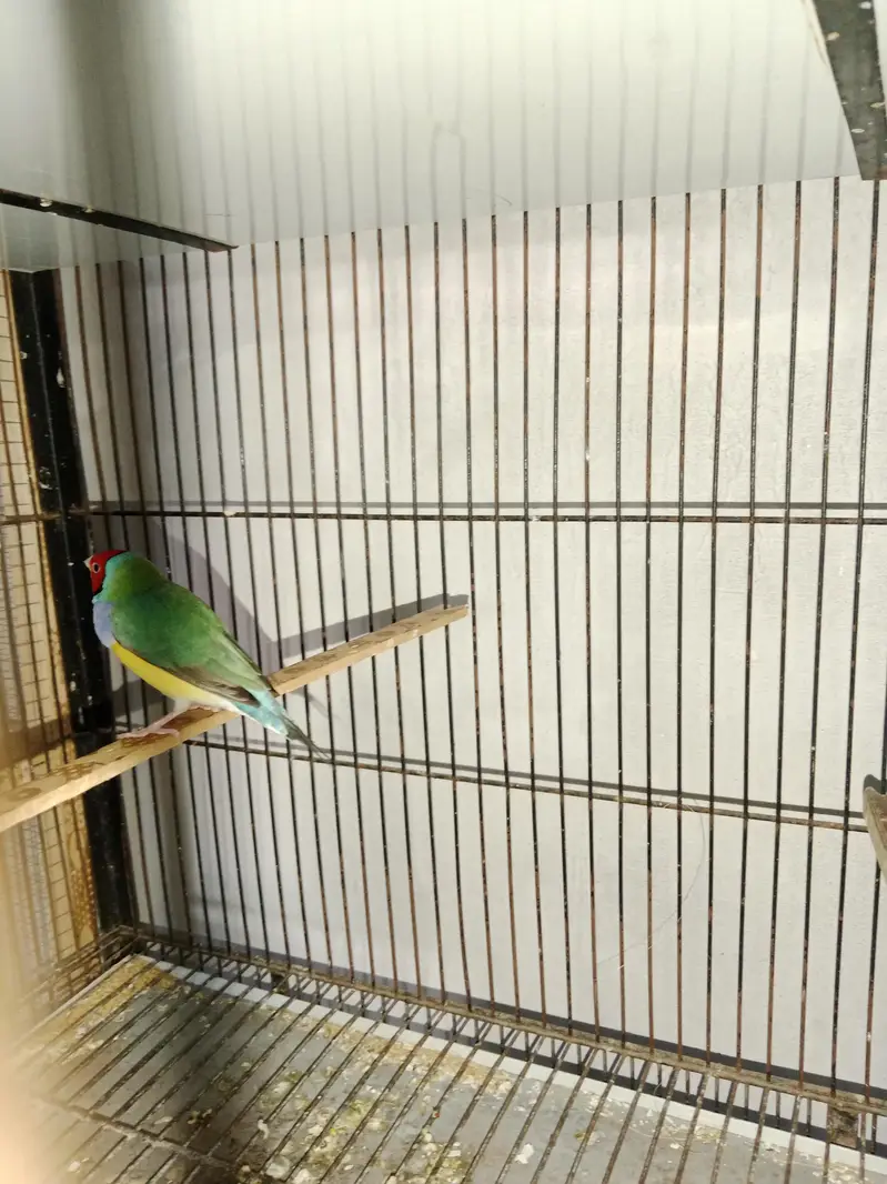 Gouldian Finch — photo 5