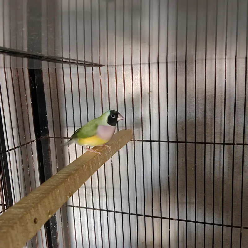 Gouldian Finch — photo 6