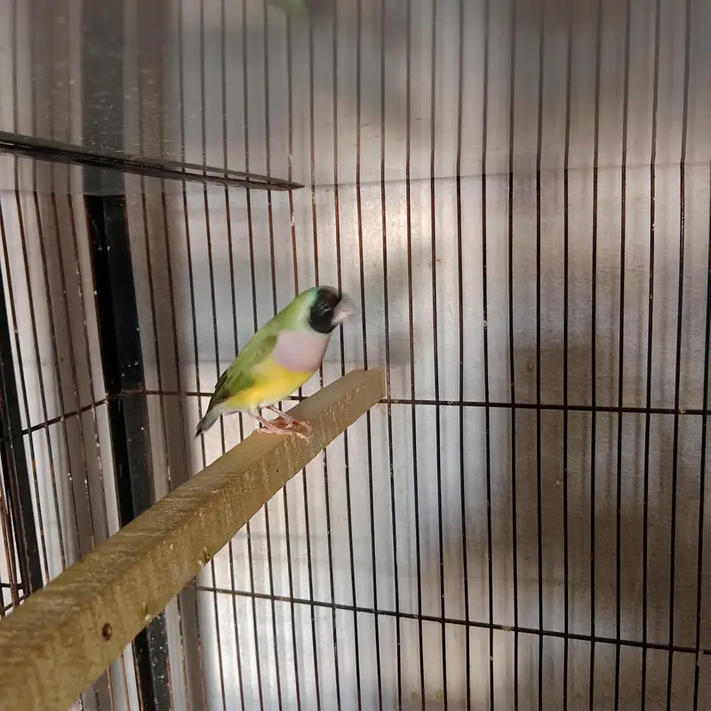 Gouldian Finch — photo 7