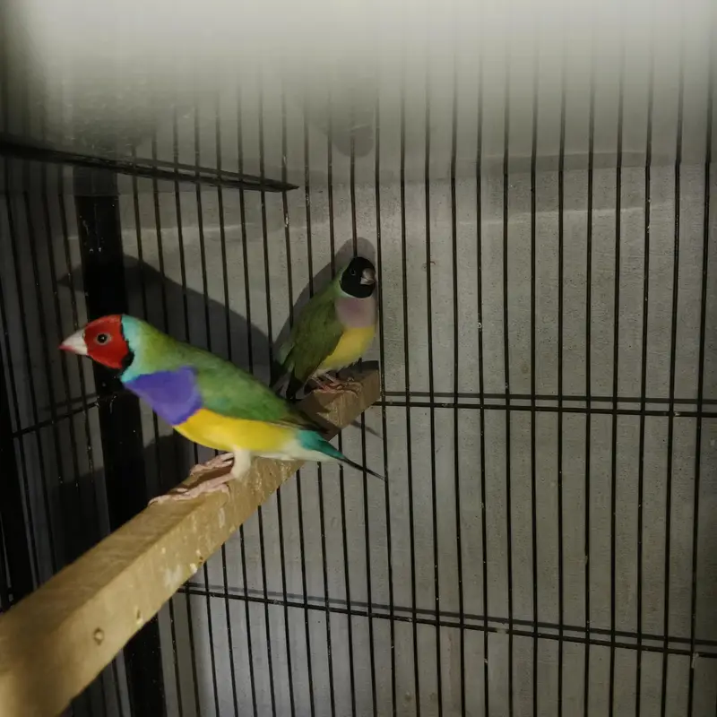 Gouldian Finch — photo 8