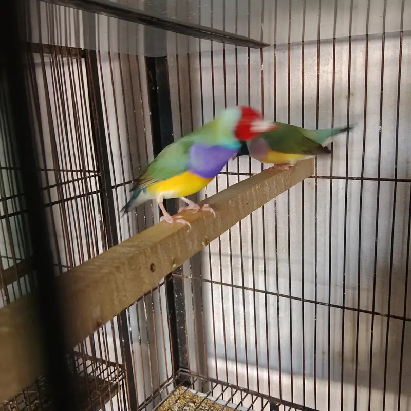 Gouldian Finch — photo 9