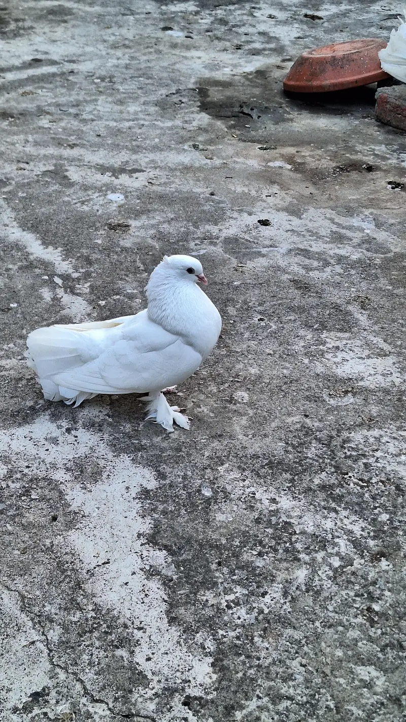 Fancy english fantail — photo 4
