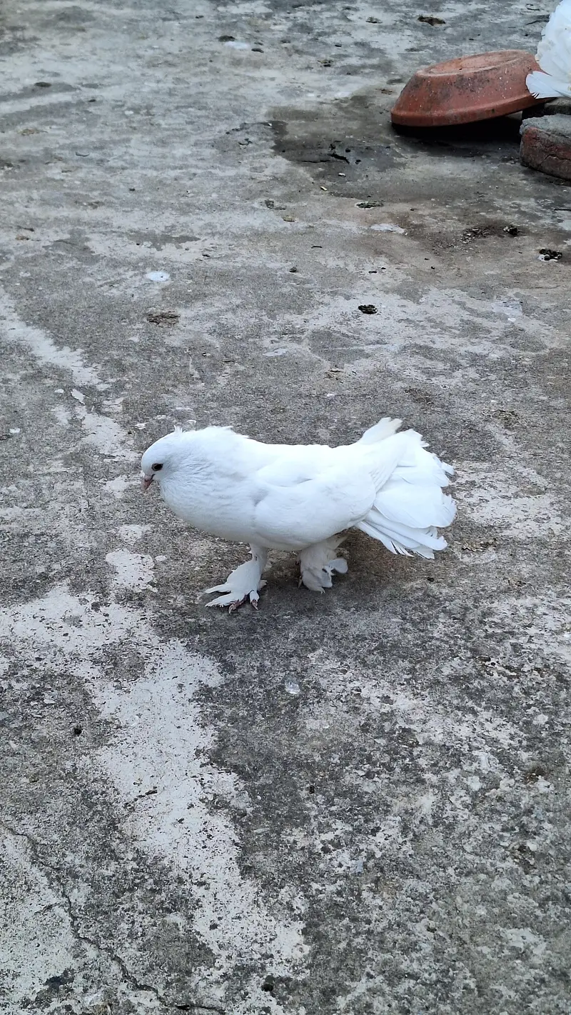 Fancy english fantail — photo 6