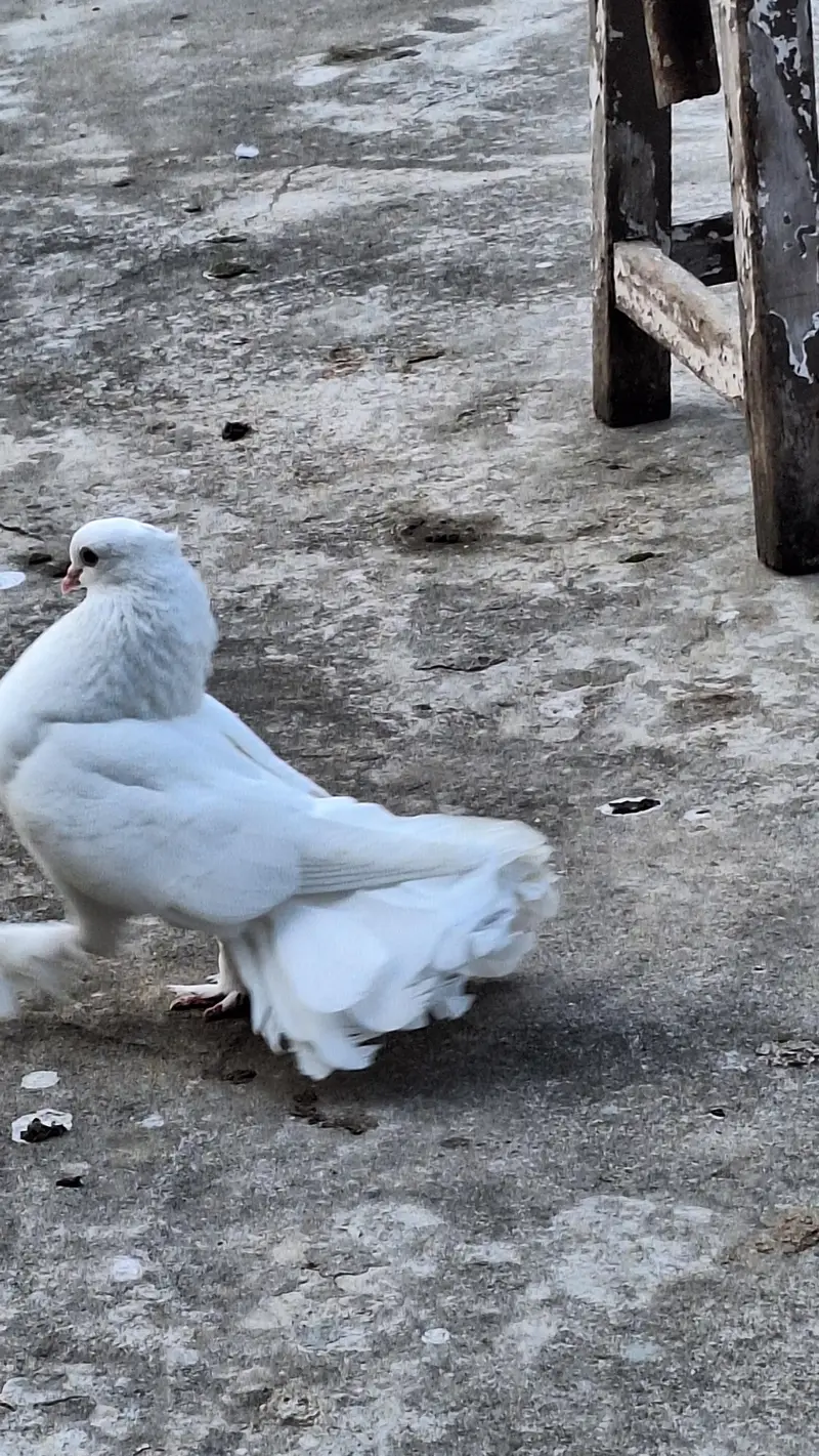 Fancy english fantail — photo 8