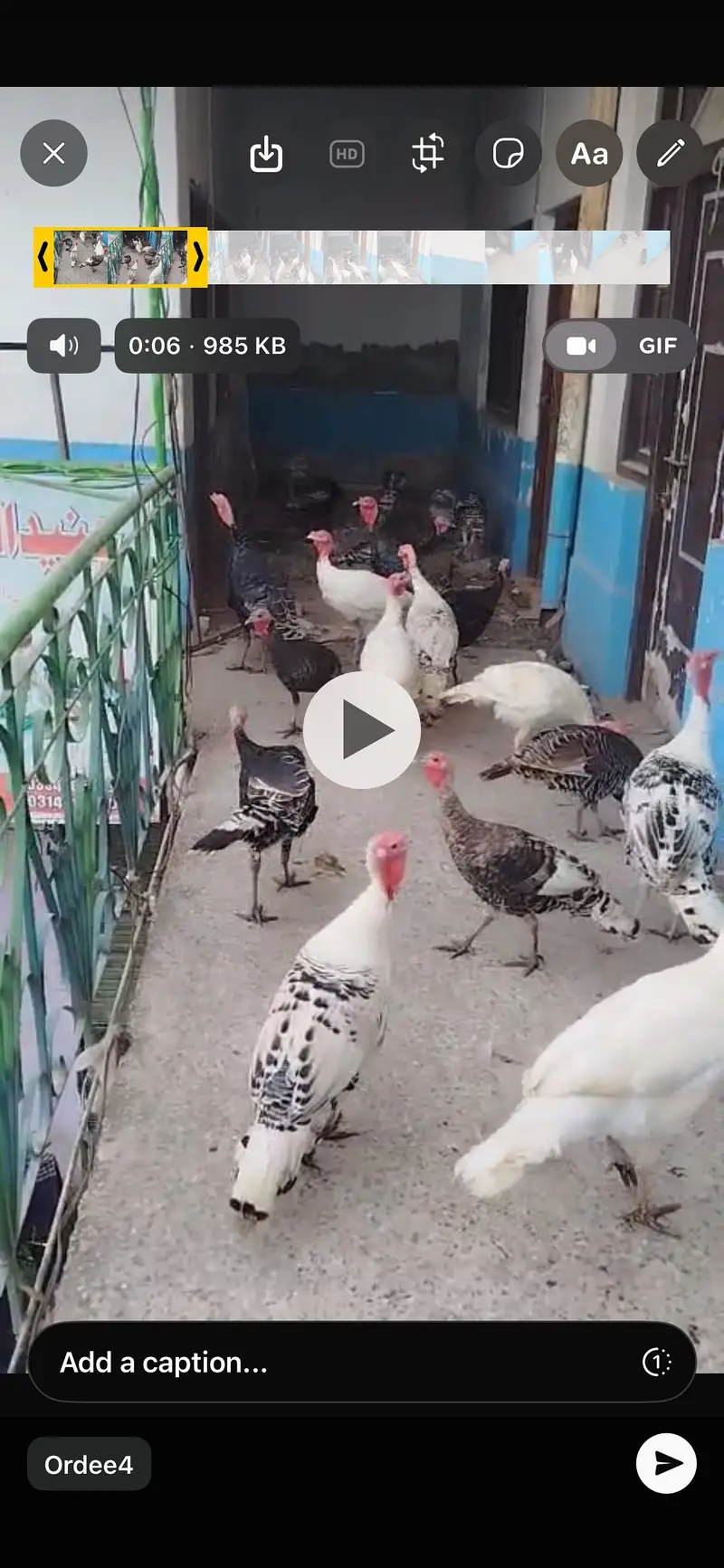 Tukey Bird   rady to breed bird