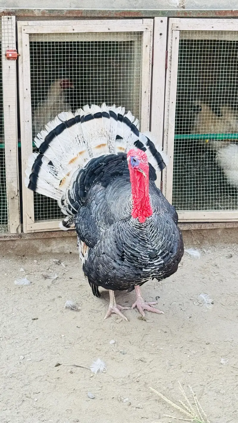 Tukey Bird   rady to breed bird — photo 2